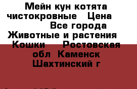 Мейн-кун котята чистокровные › Цена ­ 25 000 - Все города Животные и растения » Кошки   . Ростовская обл.,Каменск-Шахтинский г.